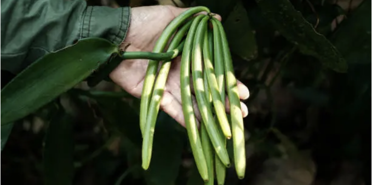 Pollinisation manuelle de la fleur de vanille à Madagascar