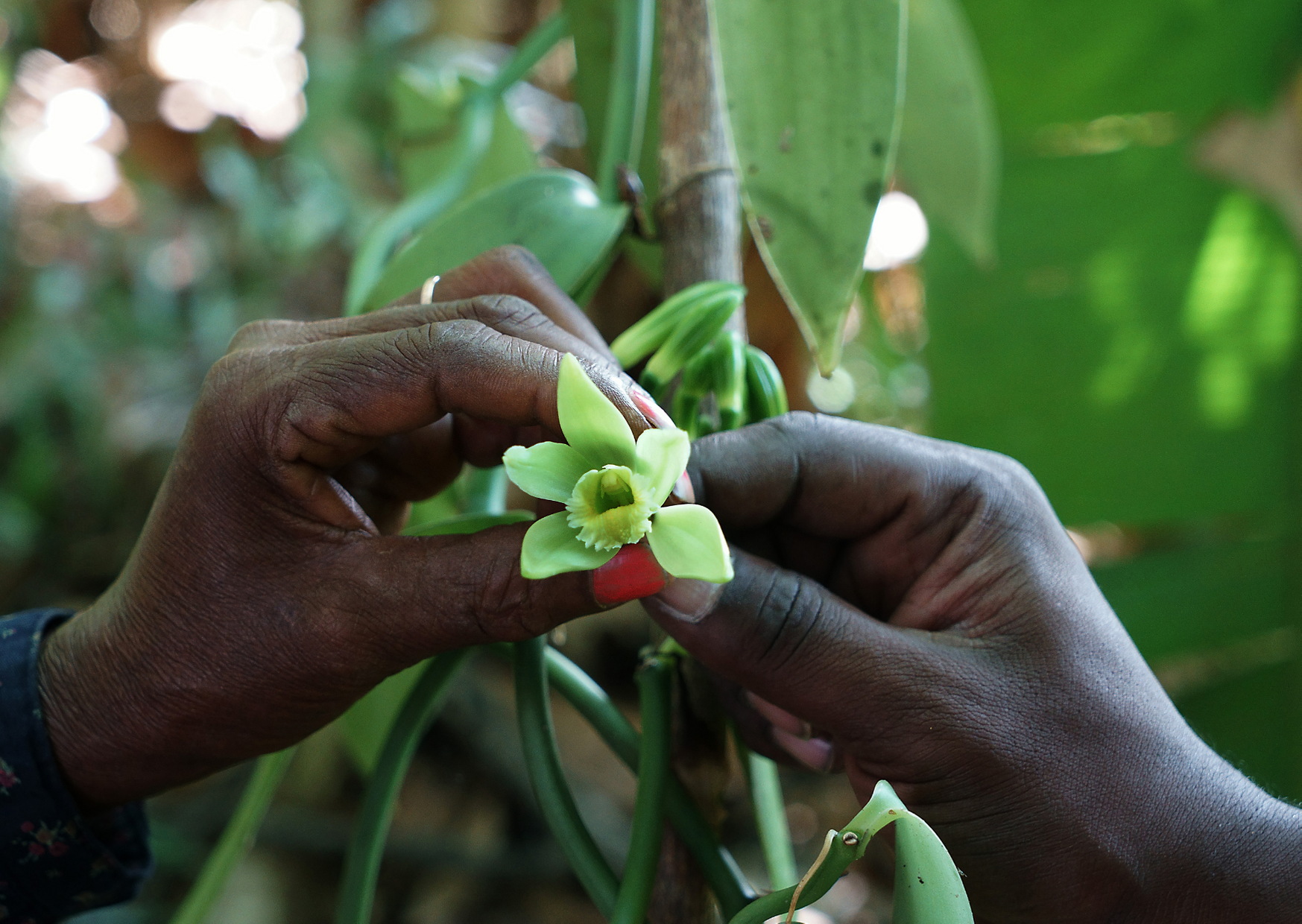 Paysage de la SAVA, Madagascar — terroir de la vanille Bourbon